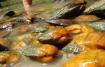 Q&A: Are mussels impeding your underwater project?